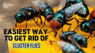 How to Get Rid of Cluster Flies 🪰 - This Technique Will Blow Your Mind