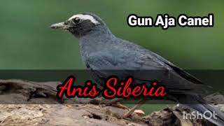 Download lagu Suara Anis Siberia untuk pancingan mp3 Download lagu Suara Anis Siberia untuk pancingan mp3