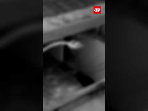 Homem é preso após matar cachorro a tiros em MG #shorts