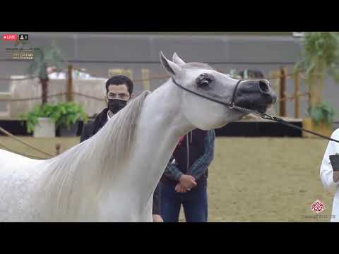 N 209 REEM AL SRAIYA   23rd Qatar National Arabian Horse Show   Fillies 2 Years Old Class 4A