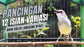 Download lagu suara burung CIBLEK GACOR NGEBREN Pancingan Ciblek Semi bahan jadikan ciblek kristal gacor Tarung mp3 Download lagu suara burung CIBLEK GACOR NGEBREN Pancingan Ciblek Semi bahan jadikan ciblek kristal gacor Tarung mp3