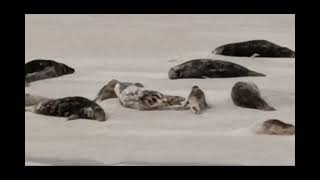 オランダ、ワッデン海の無人島、ロッベン島に生息しているアザラシ達🦭　 Seals in RobbenIsland. Waddensea Netherlands