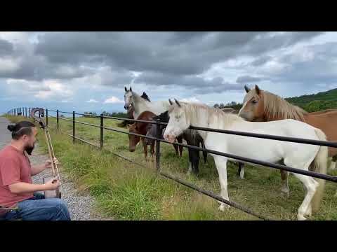 Fisrt time, horses that heard the melody of the Morin Khuur [Морин хуурын аялгуу сонссон морьд]