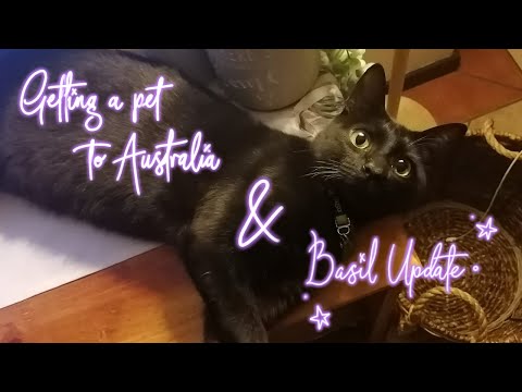 Getting A Pet To Australia - Timeline & Prices! | Update on Basil