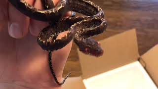Unboxing Our ADORABLE Baby Amazon Tree Boa From Sandman Exotics! UNBELIEVABLE Color and Pattern!!!