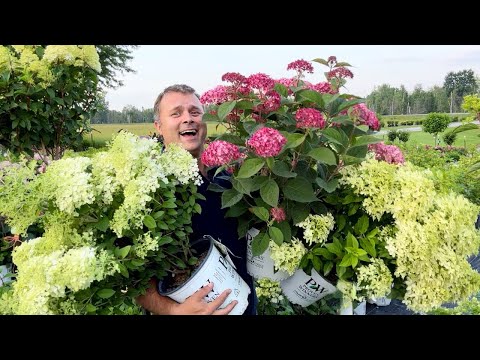 Introducing the Early-Blooming Hydrangeas