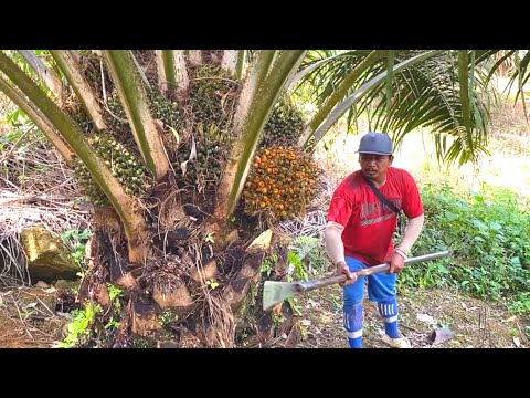 HONESTLY, I DON'T LIKE HARVESTING PALM OIL WITH THIS GANDOLEO METHOD!