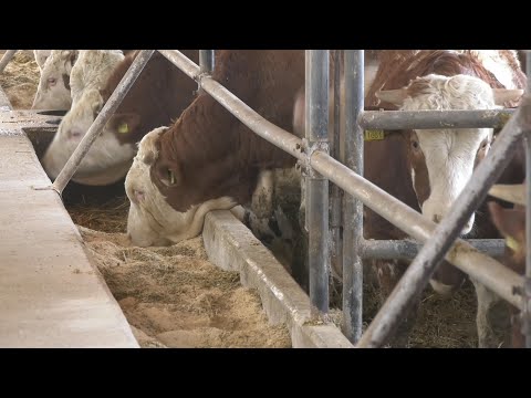 NAJBRŽI I NAJVEĆI TOV JUNAD I u Zapadnoj Srbiji   a evo i zašto - MLAD MOMAK ali ima plan ...