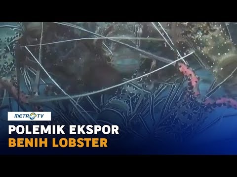 Polemik Ekspor Benih Lobster
