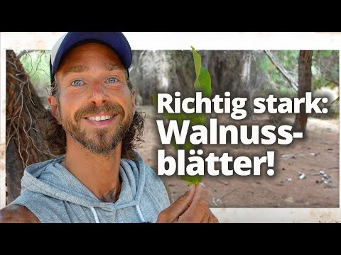 Walnuss: Warum die Blätter genauso wichtig sind wie die Nuss!