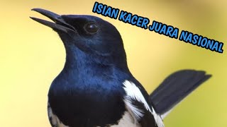 Download lagu ISIAN KACER JUARA NASIONAL FULL ISIAN mp3 mp3