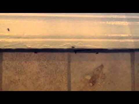 Ants Removal & Control Company in Allenhurst, NJ