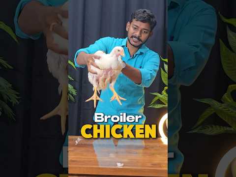 Dark reality of  boiler chicken🍗💀#viralvideo #science