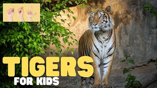 ASL Tigers for Kids