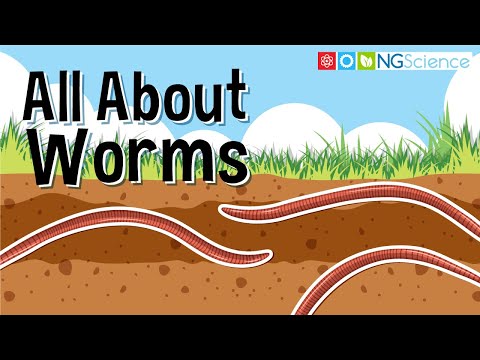 All About Worms