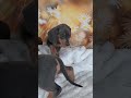 Miniature Dachshund dogs for sale: Dominic - Video 1