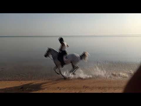 Wonderful Horse Running speed  Sand  Seaside #Hurghada #ElGouna