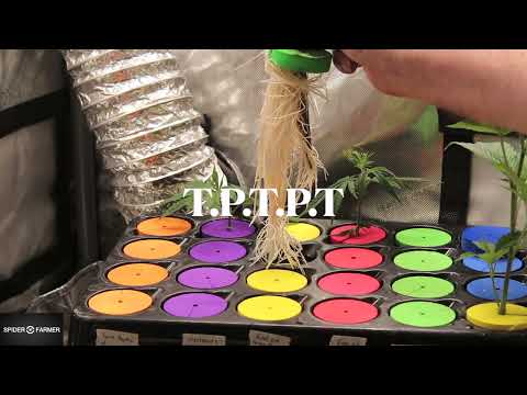 Monster Cloning (TPTPT) Big Cannabis Clones pt.  2 w/ Chad Westport : Spider Farmer