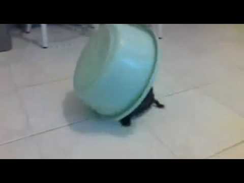 El escape de la tortuga... Fallido!