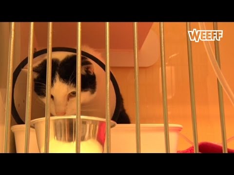 Twee katten ernstig vergiftigd in Bovenkarspel