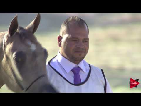 N.29 MAI AL JASSASIYA - 2019 Qatar International show - Yearling Fillies (Class 1B)