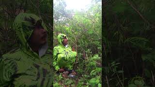 Download lagu Manggil Burung Sogon Yang Datang Sepahraja #birds #shorts mp3