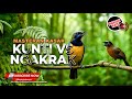 Masteran Juwara Kunti Vs Tembakan Kasar Tepus Kepala Abu Abu Gacor Materi Cucak CUngkok SUper Gacor
