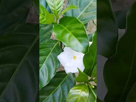 bally flowers#youtubeshorts #naturelovers #shorts @naturewithnasrin