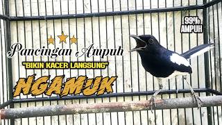 Download lagu Suara Burung Kacer Bikin Lawan Emosi Gacor, Pancingan Kacer Agar Cepat Emosi Gacor mp3