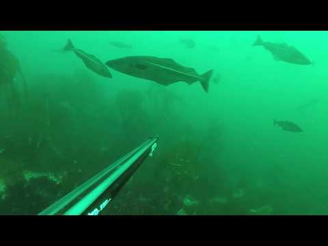 Spearfishing Norway Saltstraumen -18