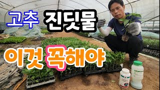 고추 심기전 진딧물 이것 뿌려 주세요