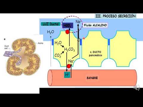 11 Enzimas pancreáticas