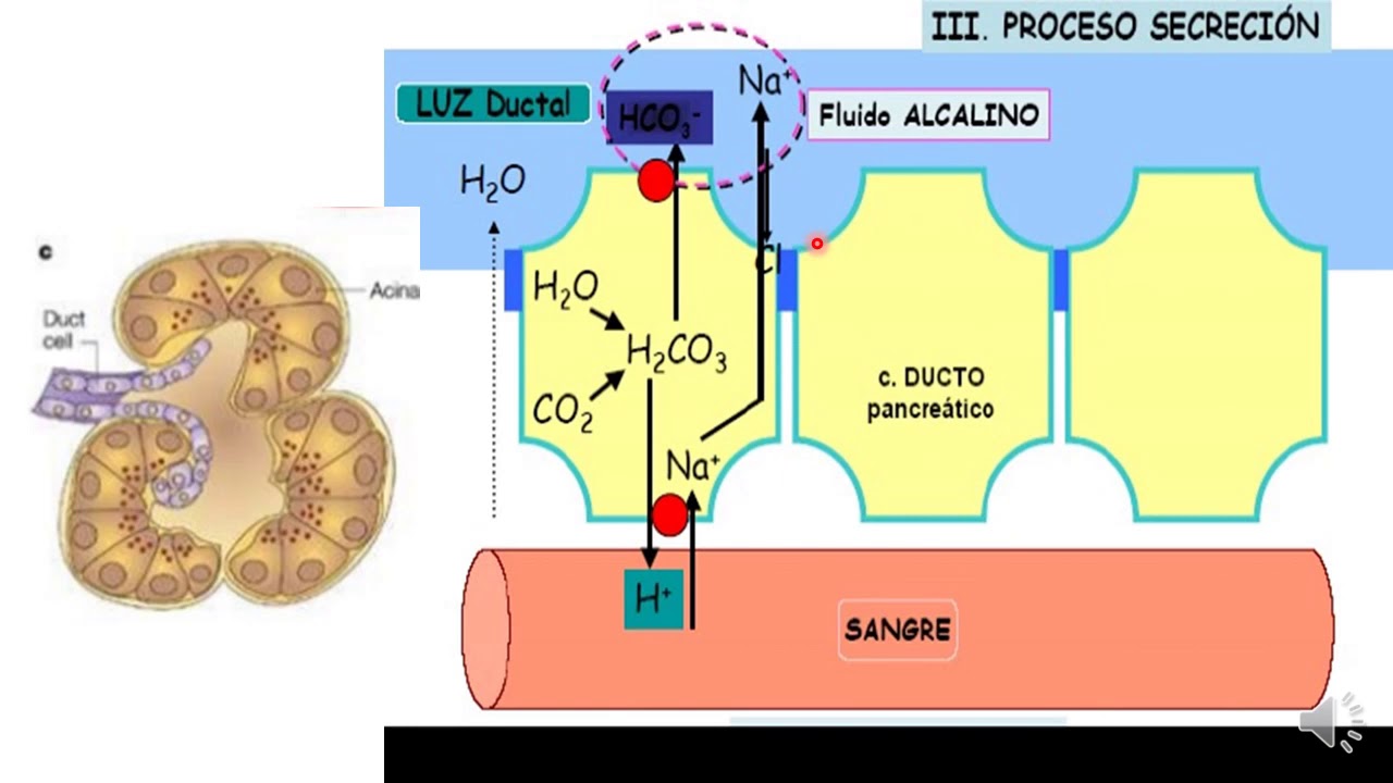 11 Enzimas pancreáticas