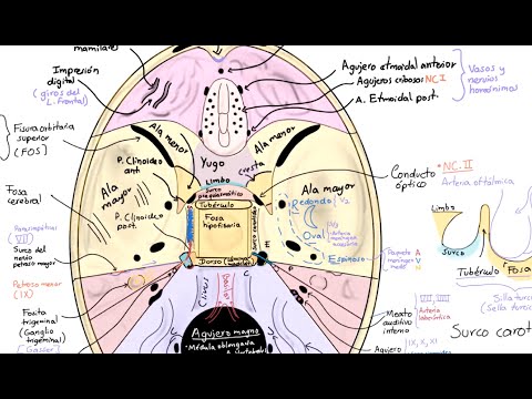 Anatomía: Base de cráneo parte 1. Vista endocraneana