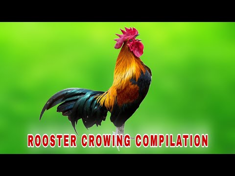 ROOSTER CROWING - ROOSTER SOUND VIDEOS 2022