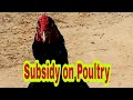 Subsidy On Poultry