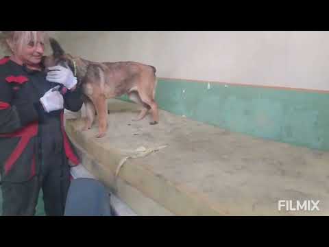 Latika 4,5 mes. cross