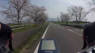 preview picture of video '荷原川の桜並木をサイクリング（道路沿い） @福岡県朝倉市 Roadside Cerryblossoms'