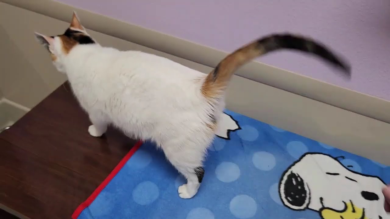 Enlarge Sassy, a Adoptable Calico in Marshfield, WI video 6/6