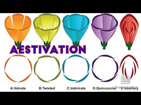 Aestivation in flowers