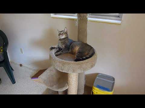 Ashley, an adopted Domestic Short Hair & Abyssinian Mix in Crystal River, FL_image-1