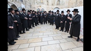חסידי ויז'ניץ בריקוד חסידי במירון