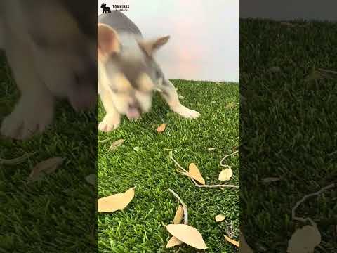 Video 4