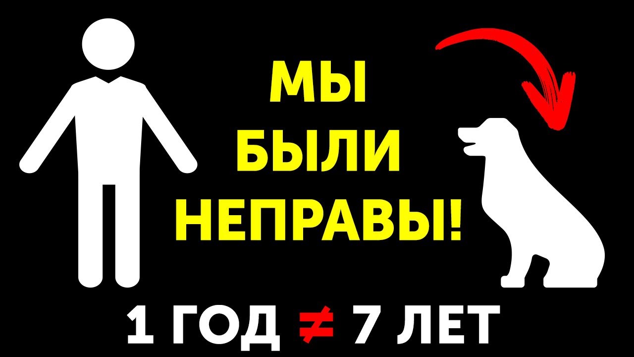 1 год у собак это вовсе не 7 человеческих, и еще 14 распространенных мифов