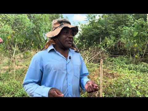 O agricultor José Vaz, de Palmeirais (PI), produz macaxeira utilizando pouca água. 