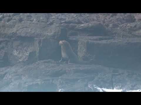 Galapagos Fur Seal near Isla Isabela, EC (6.18.26)