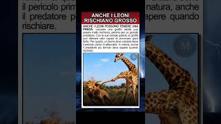 Perché i leoni non attaccano sempre le giraffe.