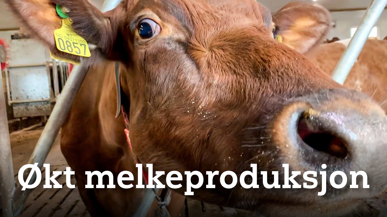 Vi besøker Bjørn Jordet på Tynset i Nord-Østerdal