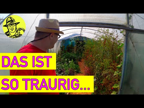 Der Selbstversorgergarten im August 2021 - mit Tomaten, Gurken, Honigmelonen und dem Bücherskorpion😮