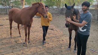 English horse in Hyderabad | thorough breed horses | English ghode